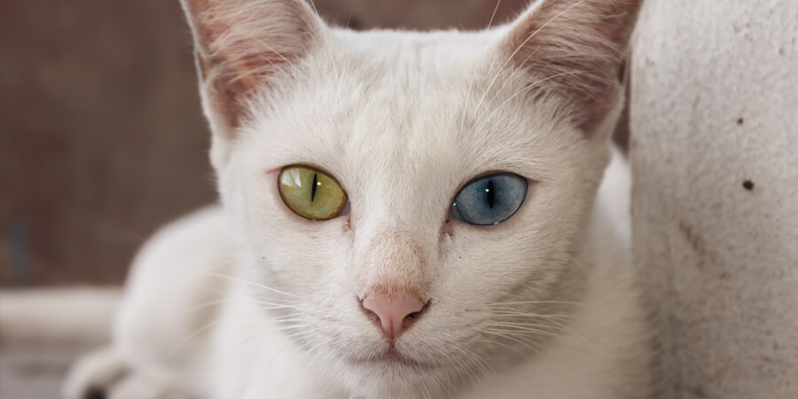 Top 10 Strangest Cat Breeds  Weird & Funny Looking Felines